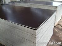 Sell Laminated Plywood/Commercial Plywood