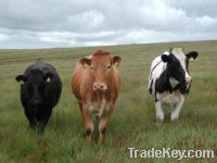 Sell Dairy Cattle And Holstein Heifers