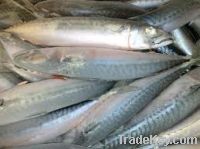 Sell Atlantic Horse Mackerel Fish