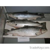 Sell Atlantic Salmon Fish
