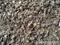 Palm Kernel Shell (PKS)