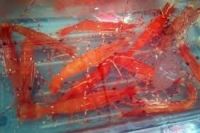 Sell-Spot Prawn