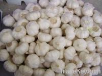 Sell low price white freh garlic