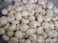 Sell Freh Garlic In Mesh Bag 2012 Top Quality