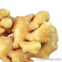 Sell yellow fresh ginger