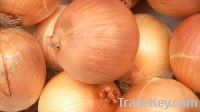 Sell fresh yellow onion