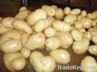 Sell fresh potato/ginger/garlic /onion /carrot