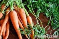 Sell 100g fresh red carrot(new grop)