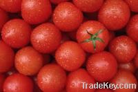 Sell Fresh tomato for sale