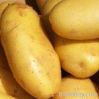 Sell Bulk Fresh Potatoes