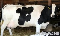 Sell pregnant holstein heifers and other dairy cattle