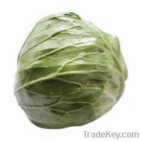 Sell fresh Cabbage