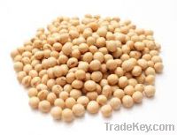 soybean seeds and soy Meal