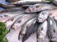 frozen fish food mackerel whole round supplier