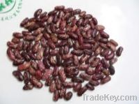 Light speckled kidney bean Long shape