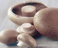 Mushrooms for sale