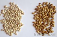 High quality barley