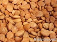 apricot kernel  seed: