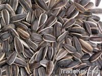 Sunflower Seeds Type 118