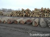 American Black Walnut Logs