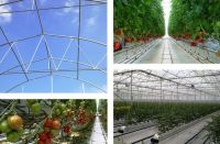 Sell Multi-Tunnel Greenhouse Structure