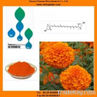 Marigold extract with super lutein powder, capsule, oil, zeaxanthin