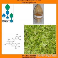 Sell green tea extract powder, capsules