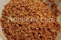 Wheat Berries