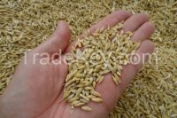 Organic Barley Grains