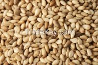 Sesame Seeds