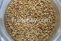 Organic Alfalfa Seeds