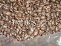 Castor Oil Seeds