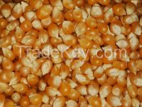 Popcorn Seeds