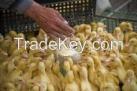 Duck Starter Feed, Grower, Breeder, Finisher Feed, Duck Layer Feed