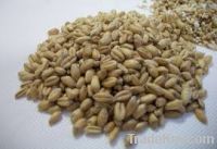 Wheat grain crushed