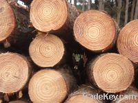 pine wood logs from Ukraine