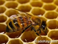 Sell honey bee