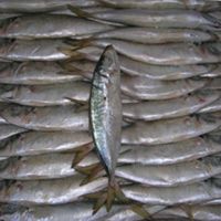 Frozen seafood horse mackerel fish, salmon whole roundsale