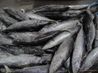 Frozen Bonito fish for canning