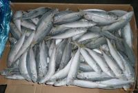 Frozen horse mackerel (Trachurus japonicus )