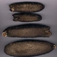 DRY SEA CUCUMBER FOR LOW PRICE