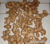 Sell Fresh Ginger