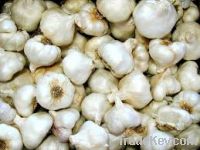 Sell Garlic, 