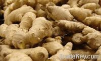 Sell Ginger, 