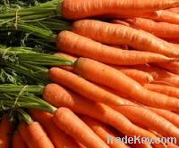 Sell Carrots, 