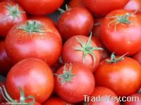 Sell Tomatoes, 