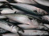 Sell fresh makerel fish