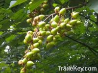 Sell Paulownia tree seeds