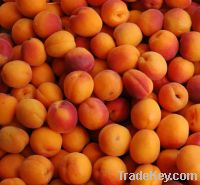 Sell   Fresh Apricots