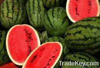 Sell Fresh Melons